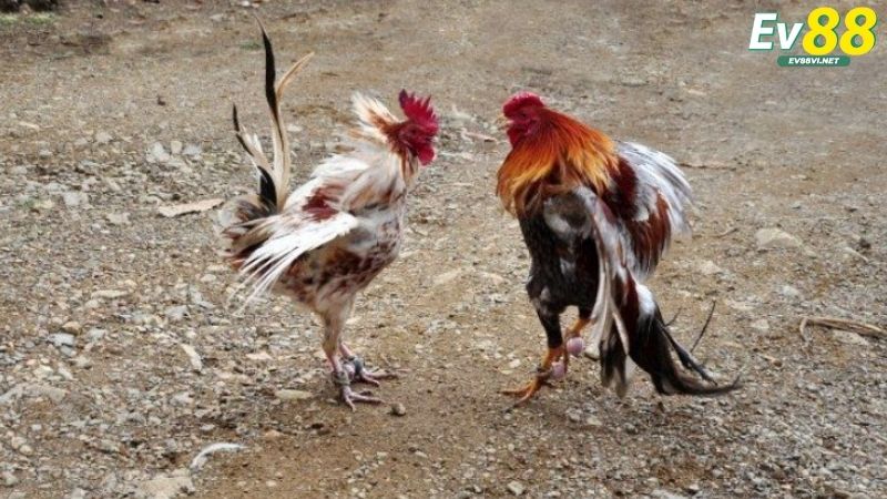 Bí kíp chơi đá gà cựa dao thắng lớn tại EV88