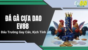 Đá Gà Cựa Dao EV88 - Đấu Trường Gay Cấn, Kịch Tính