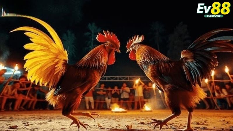 Giới thiệu về đá gà EV88